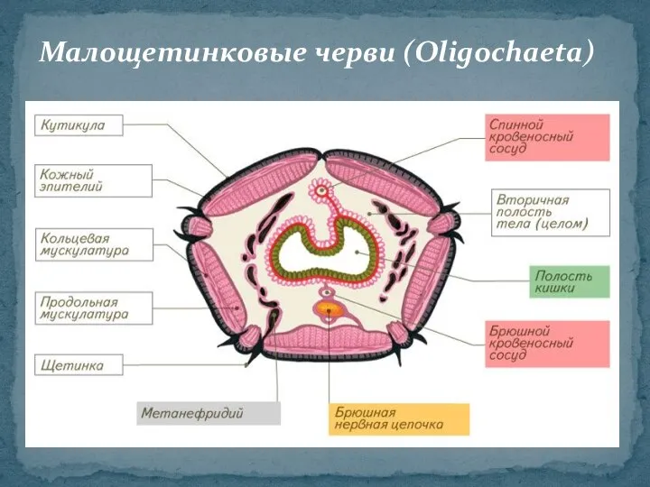 Малощетинковые черви (Oligochaeta)