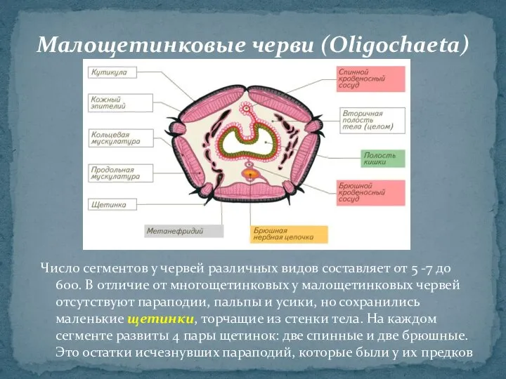 Число сегментов у червей различных видов составляет от 5 -7 до