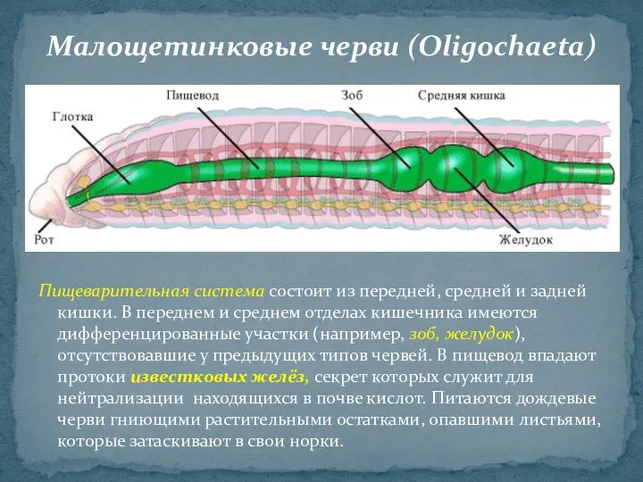 Пищеварительная система состоит из передней, средней и задней кишки. В переднем