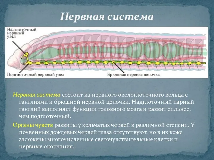 Нервная система состоит из нервного окологлоточного кольца с ганглиями и брюшной