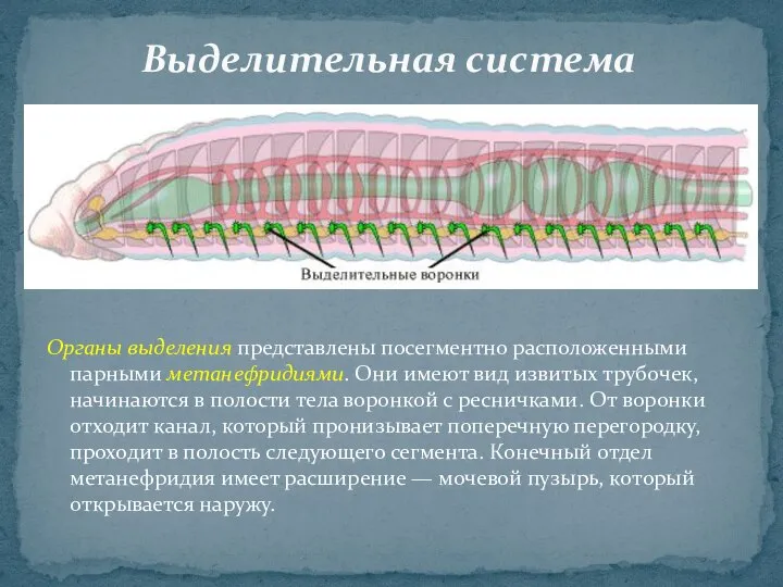 Органы выделения представлены посегментно расположенными парными метанефридиями. Они имеют вид извитых