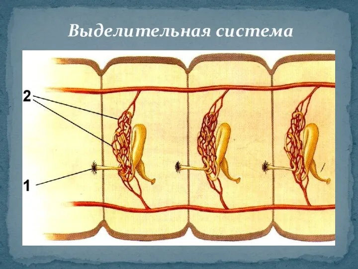 Выделительная система