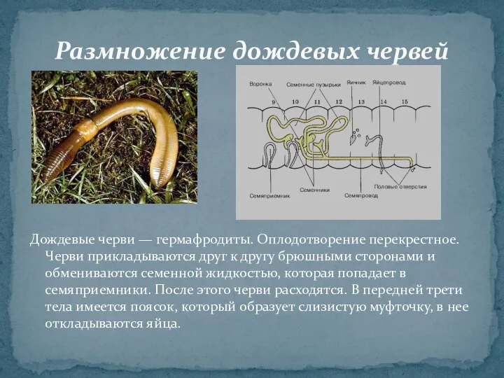 Дождевые черви — гермафродиты. Оплодотворение перекрестное. Черви прикладываются друг к другу