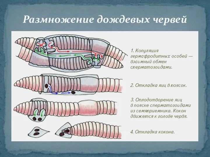 Размножение дождевых червей