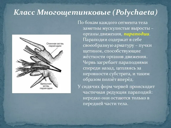 По бокам каждого сегмента тела заметны мускулистые выросты – органы движения,