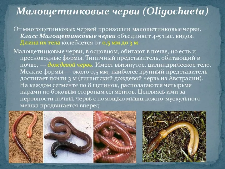 От многощетинковых червей произошли малощетинковые черви. Класс Малощетинковые черви объединяет 4-5