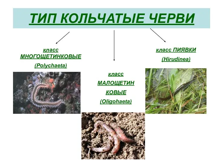 ТИП КОЛЬЧАТЫЕ ЧЕРВИ класс МНОГОЩЕТИНКОВЫЕ (Polychaeta) класс ПИЯВКИ (Hirudinea) класс МАЛОЩЕТИН КОВЫЕ (Oligohaeta)