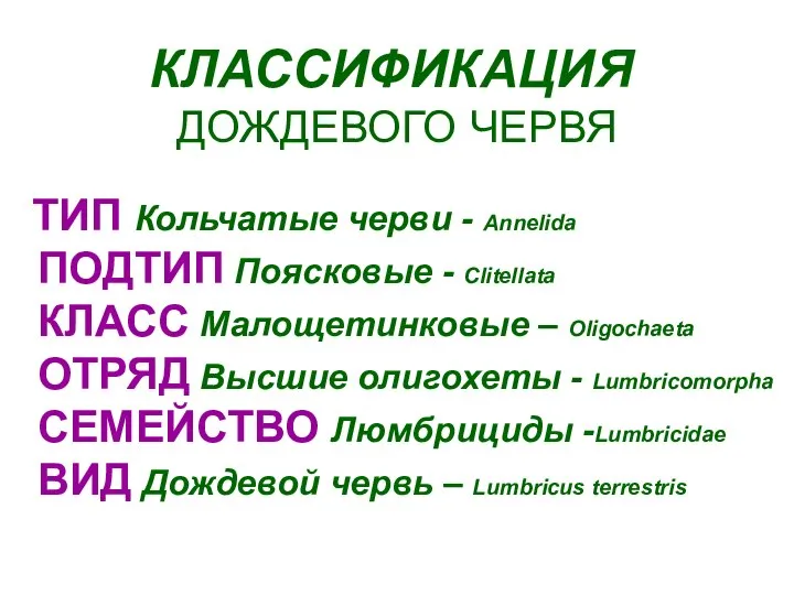 КЛАССИФИКАЦИЯ ДОЖДЕВОГО ЧЕРВЯ ТИП Кольчатые черви - Annelida ПОДТИП Поясковые -