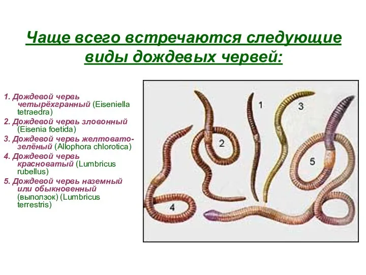 Чаще всего встречаются следующие виды дождевых червей: 1. Дождевой червь четырёхгранный