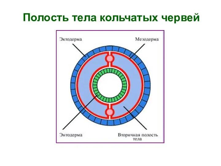 Полость тела кольчатых червей