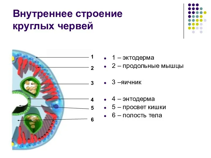 Внутреннее строение круглых червей 1 – эктодерма 2 – продольные мышцы