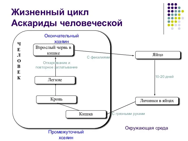 Ч Е Л О В Е К Яйцо Личинки в яйцах