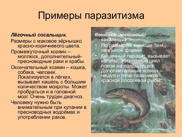 Примеры паразитизма Лёгочный сосальщик. Размеры с маковое зёрнышко красно-коричневого цвета. Промежуточный