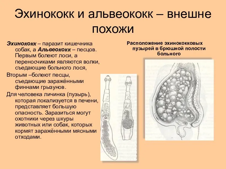 Эхинококк и альвеококк – внешне похожи Эхинококк – паразит кишечника собак,