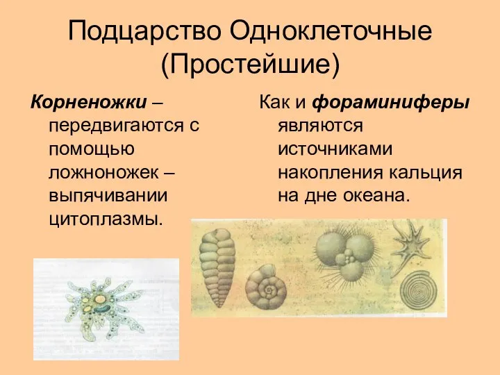 Подцарство Одноклеточные (Простейшие) Корненожки – передвигаются с помощью ложноножек – выпячивании