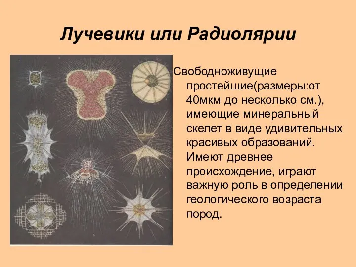 Лучевики или Радиолярии Свободноживущие простейшие(размеры:от 40мкм до несколько см.), имеющие минеральный