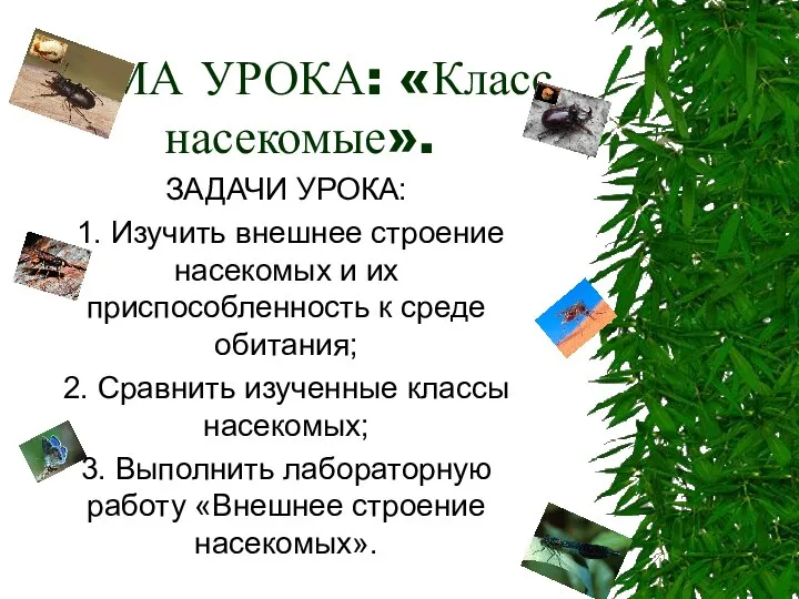 ТЕМА УРОКА: «Класс насекомые». ЗАДАЧИ УРОКА: 1. Изучить внешнее строение насекомых