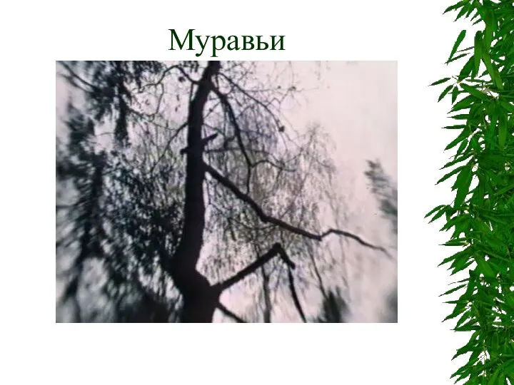 Муравьи