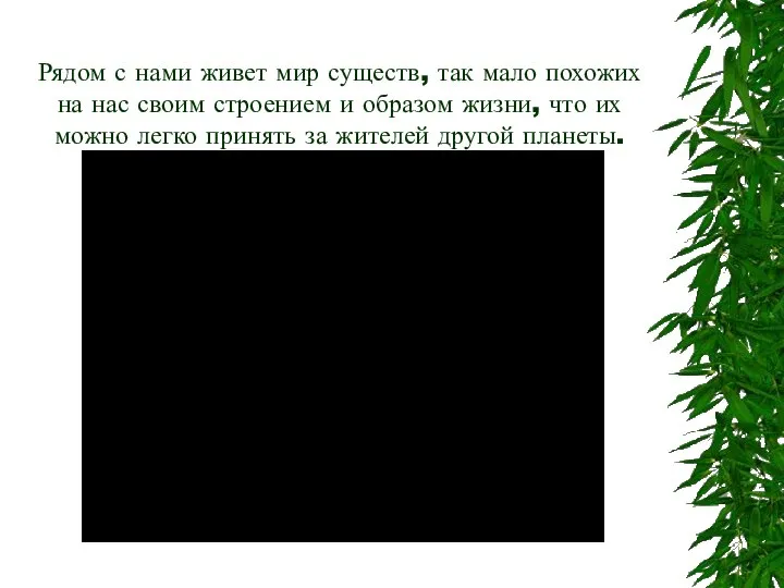 Рядом с нами живет мир существ, так мало похожих на нас