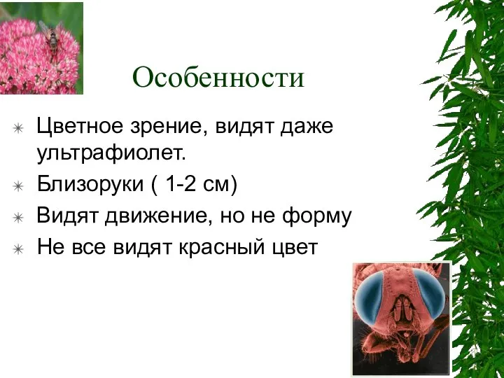 Особенности Цветное зрение, видят даже ультрафиолет. Близоруки ( 1-2 см) Видят