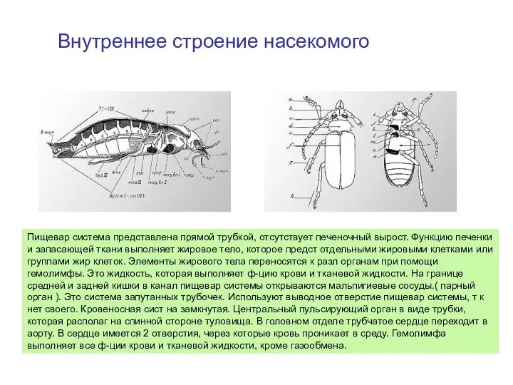 Внутреннее строение насекомого Пищевар система представлена прямой трубкой, отсутствует печеночный вырост.