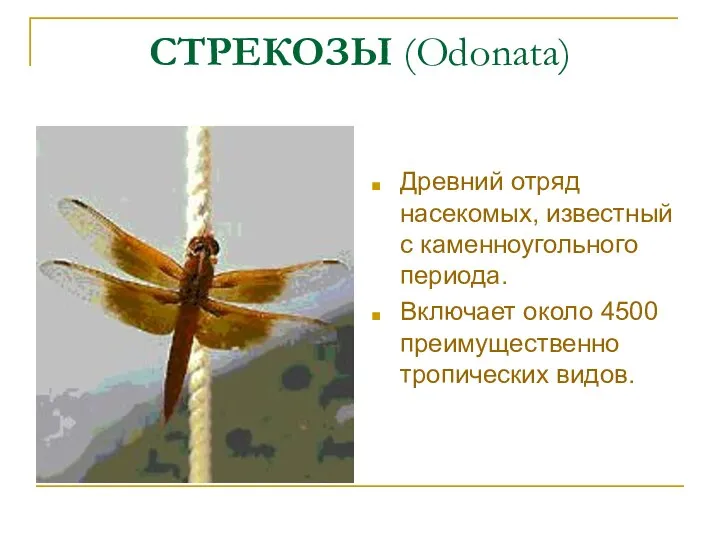 СТРЕКОЗЫ (Odonata) Древний отряд насекомых, известный с каменноугольного периода. Включает около 4500 преимущественно тропических видов.