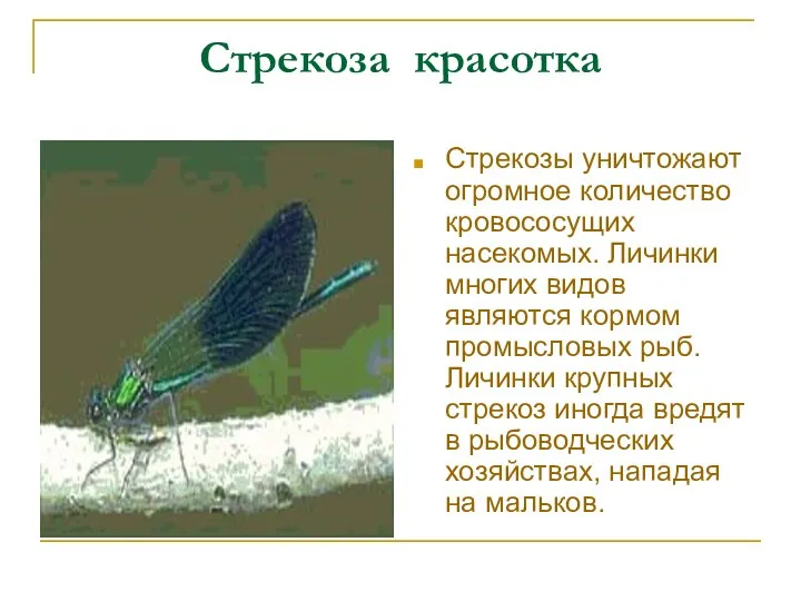 Стрекоза красотка Стрекозы уничтожают огромное количество кровососущих насекомых. Личинки многих видов