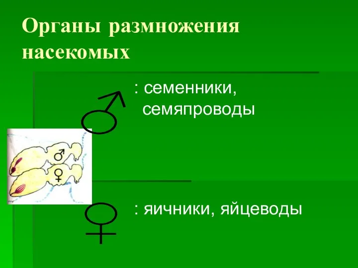 Органы размножения насекомых ♂ : семенники, семяпроводы : яичники, яйцеводы ♀