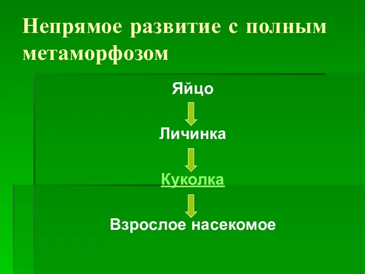 Непрямое развитие с полным метаморфозом Яйцо Личинка Куколка Взрослое насекомое