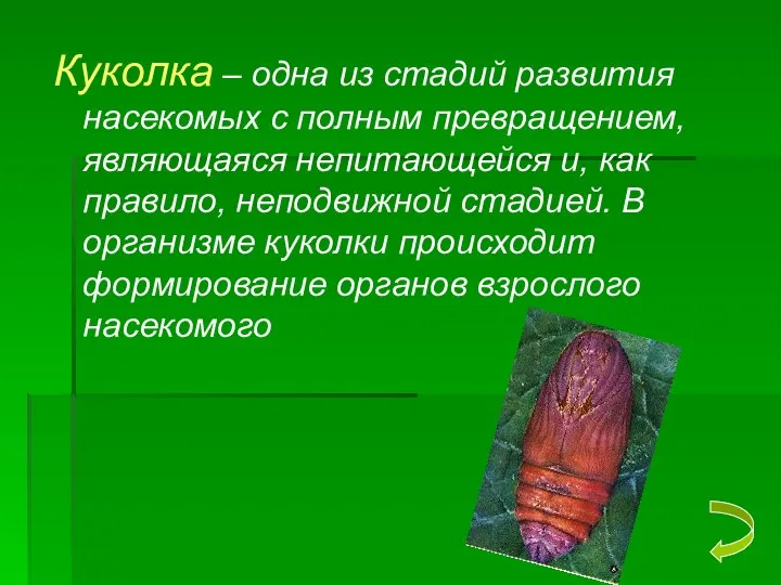 Куколка – одна из стадий развития насекомых с полным превращением, являющаяся