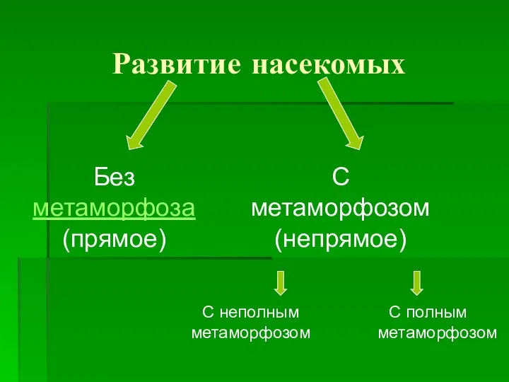 Развитие насекомых С полным метаморфозом Без метаморфоза (прямое) С метаморфозом (непрямое) С неполным метаморфозом