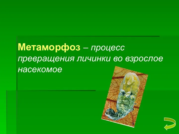 Метаморфоз – процесс превращения личинки во взрослое насекомое