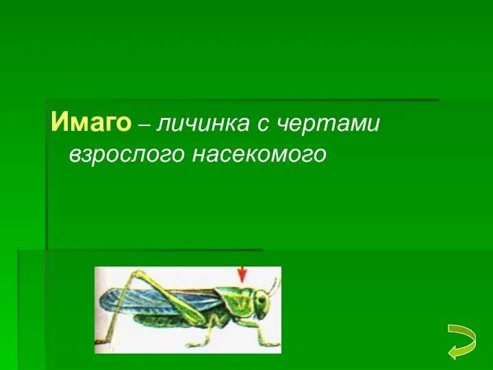 Имаго – личинка с чертами взрослого насекомого