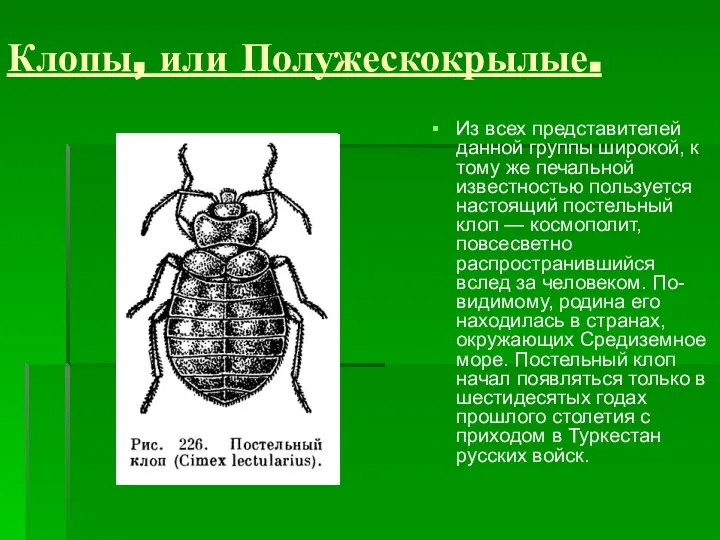 Клопы, или Полужескокрылые. Из всех представителей данной группы широкой, к тому