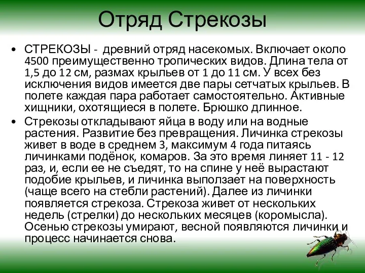 Отряд Стрекозы СТРЕКОЗЫ - древний отряд насекомых. Включает около 4500 преимущественно