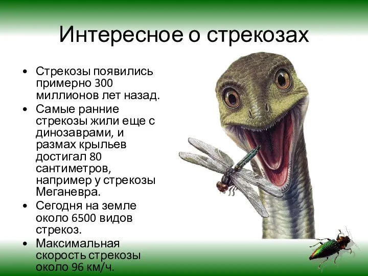 Интересное о стрекозах Стрекозы появились примерно 300 миллионов лет назад. Самые