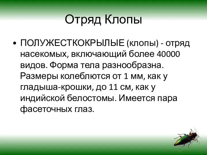 Отряд Клопы ПОЛУЖЕСТКОКРЫЛЫЕ (клопы) - отряд насекомых, включающий более 40000 видов.