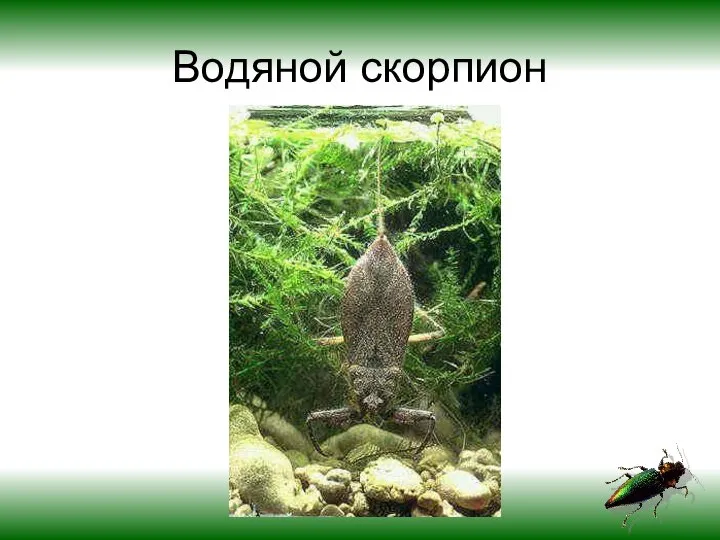 Водяной скорпион