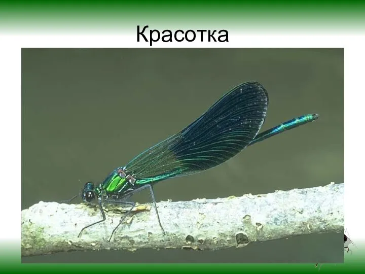 Красотка