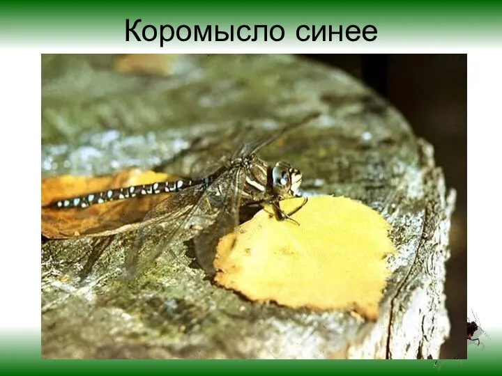 Коромысло синее