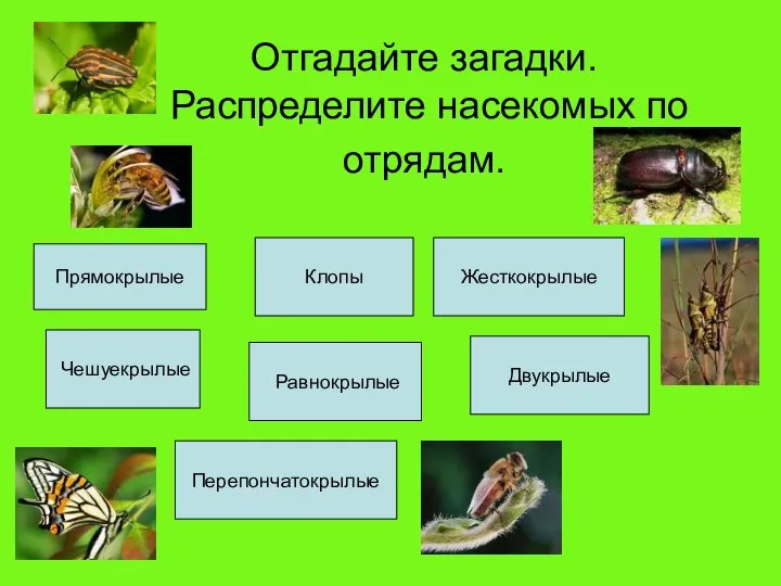 Отгадайте загадки. Распределите насекомых по отрядам. Прямокрылые Клопы Жесткокрылые Чешуекрылые Перепончатокрылые Равнокрылые Двукрылые