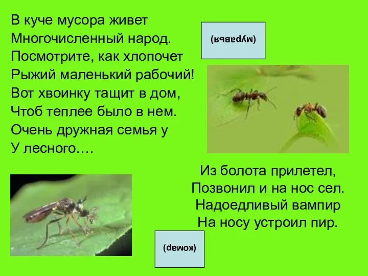 В куче мусора живет Многочисленный народ. Посмотрите, как хлопочет Рыжий маленький