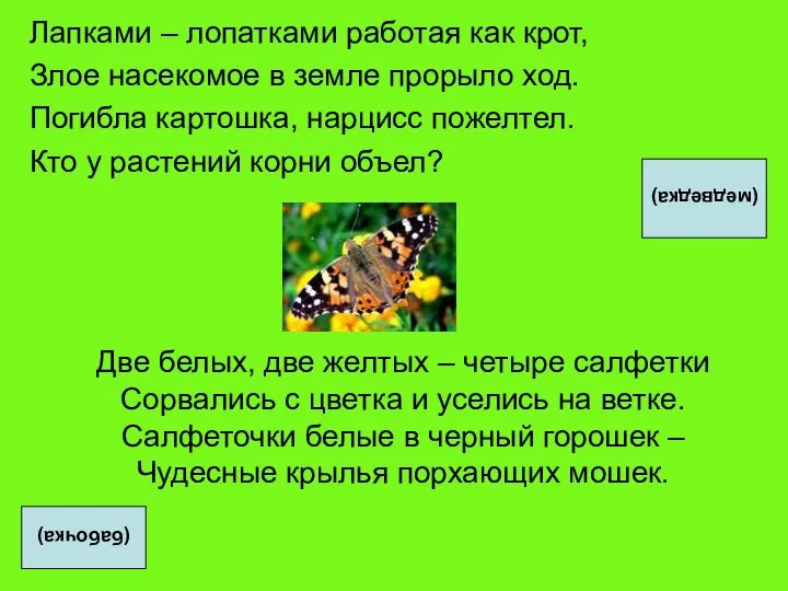 Лапками – лопатками работая как крот, Злое насекомое в земле прорыло