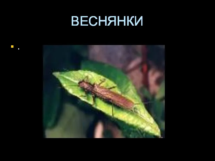 ВЕСНЯНКИ .