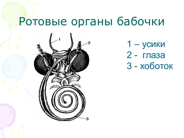 Ротовые органы бабочки 1 – усики 2 - глаза 3 - хоботок