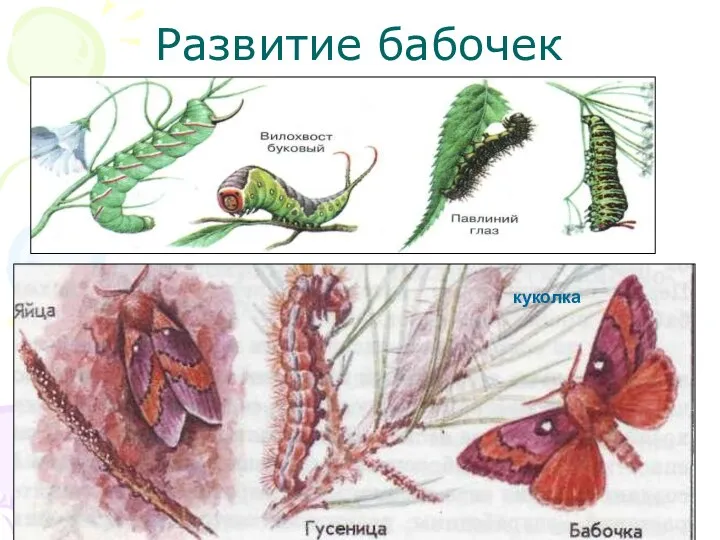 Развитие бабочек куколка