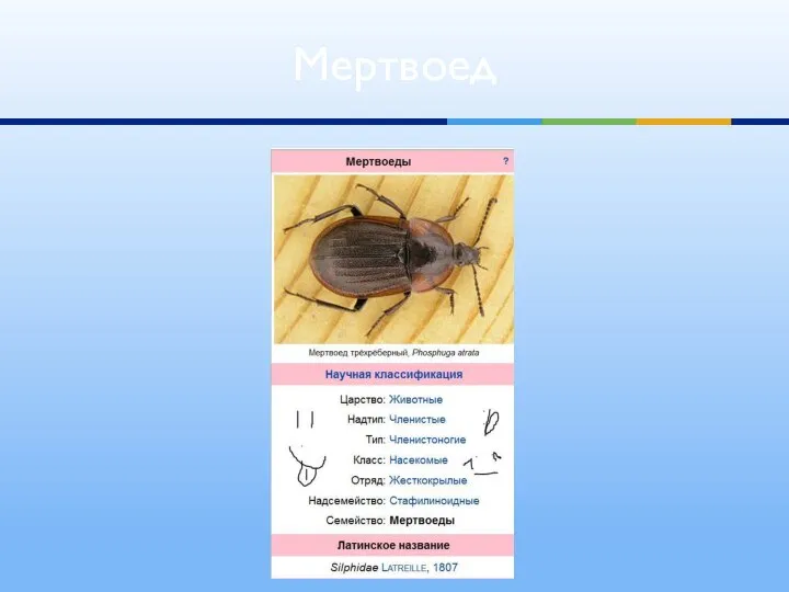 Мертвоед