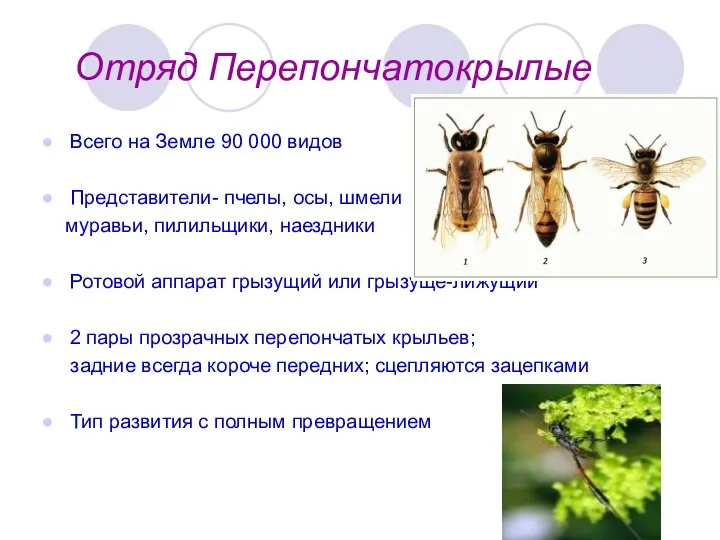 Отряд Перепончатокрылые Всего на Земле 90 000 видов Представители- пчелы, осы,