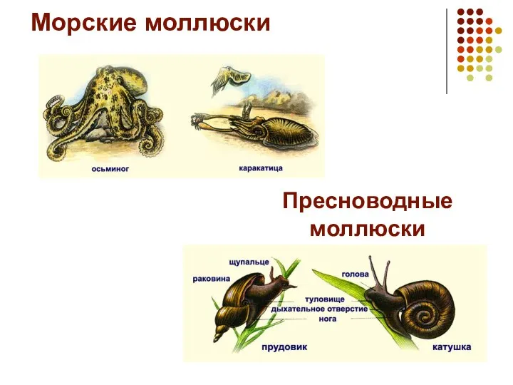 Морские моллюски Пресноводные моллюски