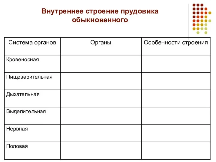 Внутреннее строение прудовика обыкновенного